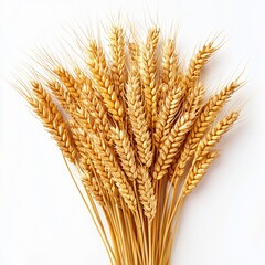 Golden wheat ears in nature's bounty isolated photostock image agricultural environment close-up view of agricultural beauty