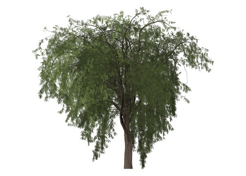 Arte ilustra&ccedil;&atilde;o fotografia de uma aroeira com folhas verdes. Fundo transparente. Arte para florestas reflorestamentos, matas densas.  