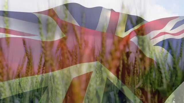 Breeze intensifying, fading translucent Union Jack flag over swaying wheat, conveying rural pride