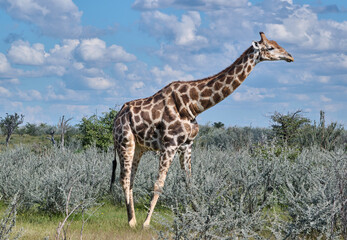 GIRAFFE IN NAMIBIAN BUSH