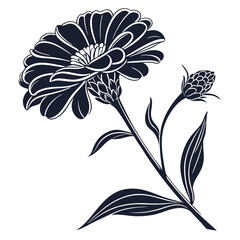Elegant Zinnia Flower with Bud in Monochrome Artistic Representation for Print