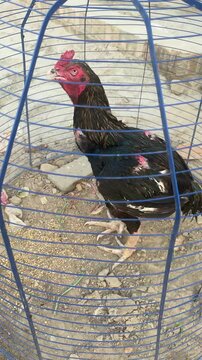 Thai Game Chicken in Ground Cage &ndash; Blurred Background Action Shot