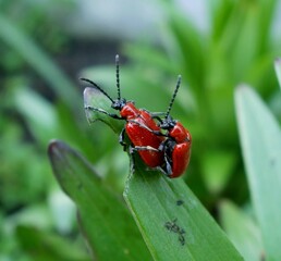 A pair of red bugs on a green leaf