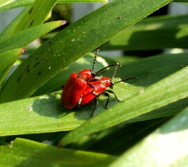 A pair of red bugs on a green leaf