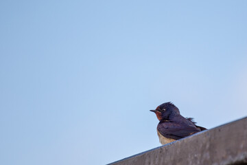 Barn Swallow (Hirundo rustica) – Commonly Found in Open Habitats Across the Northern Hemisphere