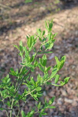 Delicate green leaves growing on branch in spring