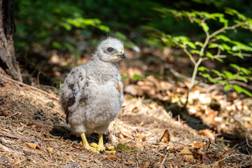 Young common buzzard stands in sunny summer forest