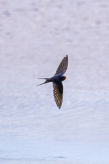 Barn Swallow (Hirundo rustica) – Commonly Found in Open Habitats Across the Northern Hemisphere