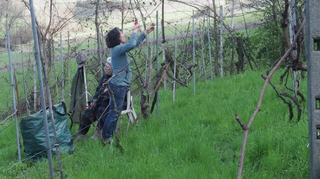 Strong independent caucasian woman farmer prunes vines during late winter dormancy among bare rows in Martani hills, preserving tradition and quality grape production under soft seasonal light