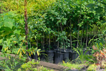 Tree seedlings is sale in garden store. Seedlings in pots. Variety of plants in local market. Cottage garden.