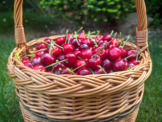 Wicker basket filled with bright, shiny red cherries
