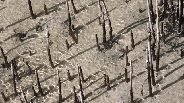 Aerial roots of mangrove tree transporting oxygen through lenticels, closeup