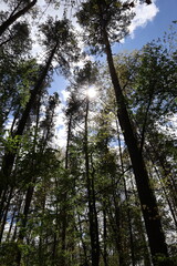 Sun shining through green trees in forest on sunny day