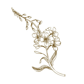 Willow herb pink Epilobium flowers ink graphics illustration. Hand drawn fireweed engraving clipart. Medical meadow botanical grass for cosmetics, spice, tea packing design