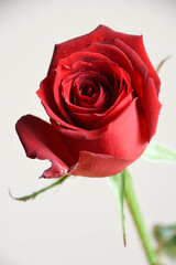 赤い薔薇