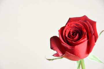 赤い薔薇