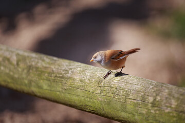 close up of bearded tit on a log