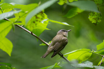 Red-eyed Vireo perched on a branch 