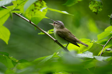 Red-eyed Vireo eating an insect 