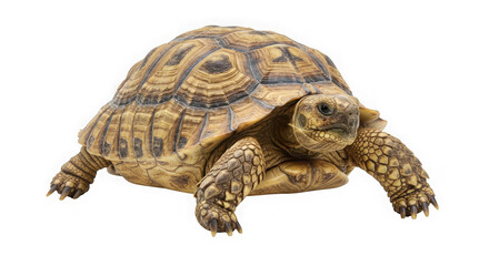 Obraz premium Close up shot of a tortoise with a patterned shell on a transparent background