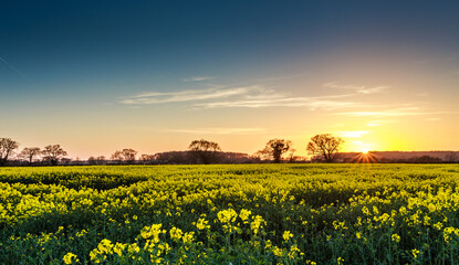 Obraz premium rape field at sunset