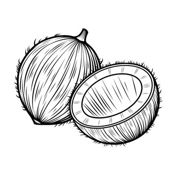 black and white coconuts, cut open clip art preview
