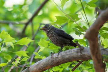 조용히 앉아 어미를 기다리는 아기새