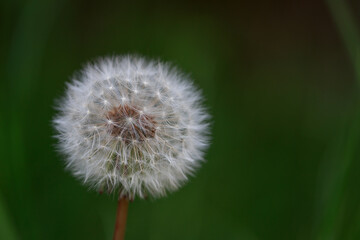 Fototapeta premium dandelion on green background
