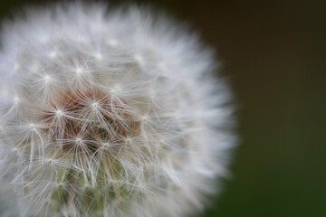 close up of a dandelion seed head