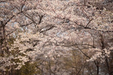 ある夕刻の桜並木