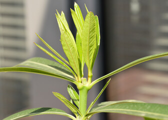 Young Nerium oleander shoots growing after recent pruning, with visible fresh leaves on a developing houseplant