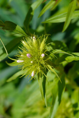Sweet William flower buds - Latin name - Dianthus barbatus