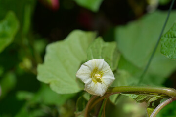 Bladder cherry flower - Latin name - Physalis alkekengi