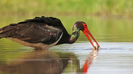 Black stork (Ciconia nigra) eating a fish, Hungary