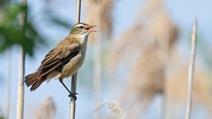 Sedge warbler (Acrocephalus schoenobaenus) singing from a reed, Hungary