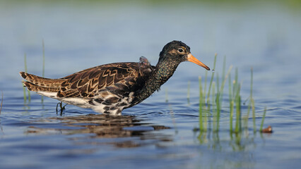 Male Ruff (Calidris pugnax) moulting for the breeding season, Hungary