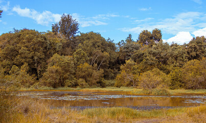 The beautiful Lily Lake in Karura Forest, Nairobi, Kenya with blue sky and fresh grass in the foreground
