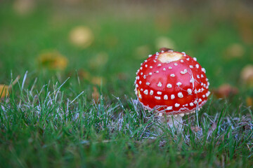 fly agaric mushroom in grass