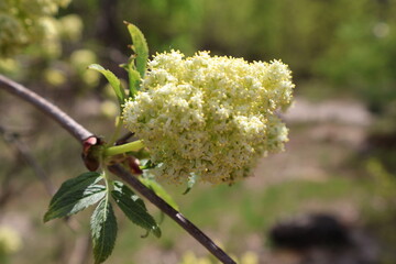 Blooming elderflower showing tiny white flowers in spring season