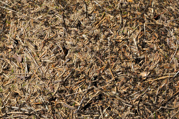 Extreme close-up of forest ants on mound made of pine needles and twigs in natural environment