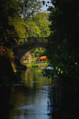 Naklejka premium cow sunlit in shadowy stream rural image