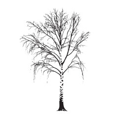 Obraz premium An elegant solitary birch tree stands tall, its branches reaching skyward