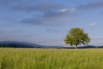 Wide open countryside field with green grass and scattered trees under a clear summer sky