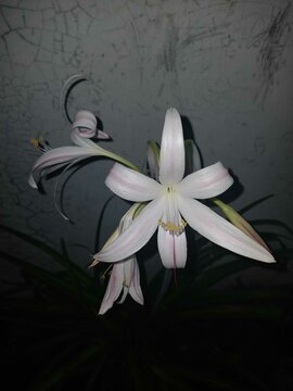 white lily on a dark background