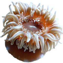 Elegant Sea Anemone Isolated On White or transparent. Captivating Marine Life With Flowing Tentacles. Perfect For Ocean And Abstract Backgrounds.