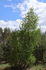 Fototapeta premium Lush green tree reaching for the cloudy sky in a forest