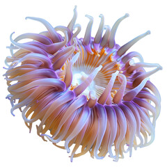Colorful Sea Anemone With Tentacles In The Dark Backdrop. Exotic Marine Invertebrate.