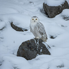 Fototapeta premium Majestic Snowy Owl in Winter Wonderland: Arctic Wildlife Photography