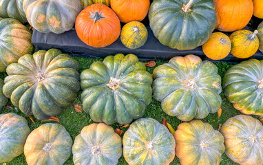 Pumpkins harvested crop squash orange yellow green multiple batch