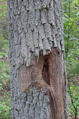 Damaged tree trunk showing knot and bark texture in forest